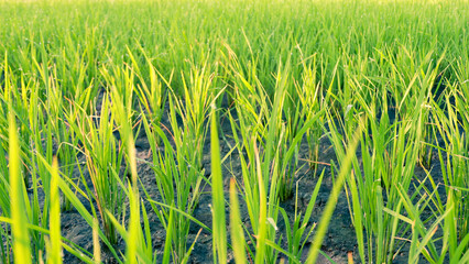 green rice field in the morning light. nature green background concept.