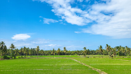 Rice field green grass blue sky cloud cloudy landscape background