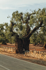 Ancient Olive Tree in Expansive Countryside Landscape in Puglia