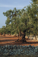 Ancient Olive Tree in Expansive Countryside Landscape in Puglia