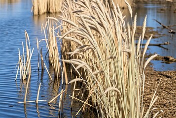 Rustling Reeds Dry reeds rustling along lakes and wetlands