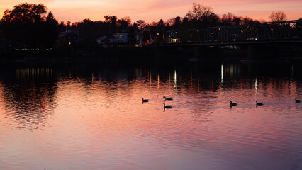 Naklejka premium The wild ducks swimming in the river with the sunset reflection on the water surface