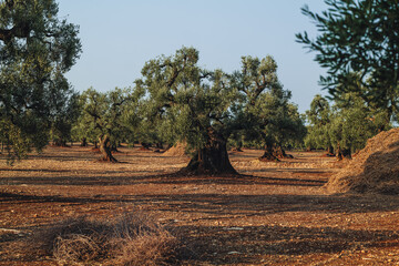 Ancient Olive Tree in Expansive Countryside Landscape in Puglia