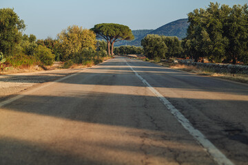 Ancient Olive Tree in Expansive Countryside Landscape in Puglia