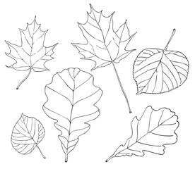 Autumn leaves graphic illustration. Hand drawn oak, maple and linden leaves. Coloring page