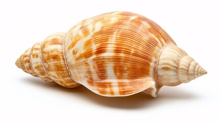 Obraz premium Seashell Spiral: A Detailed Close-up of a Striped Seashell