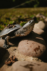 tartaruga com plantas no casco em cima de uma pedra aproveitando o sol