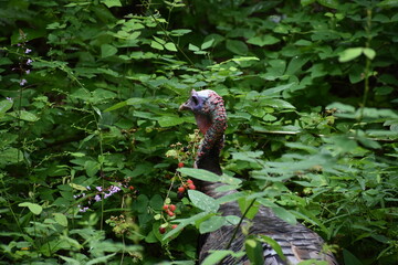 turkey eating berries