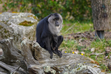 A Lion-tailed macaque sitting on a tree stump