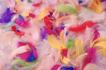 Colorful feather background, top view.
