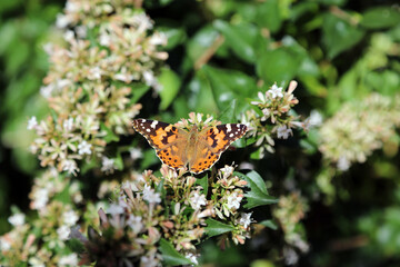Macro image of a Painted Lady butterfly perched on Abelia blooms, Suffolk England
