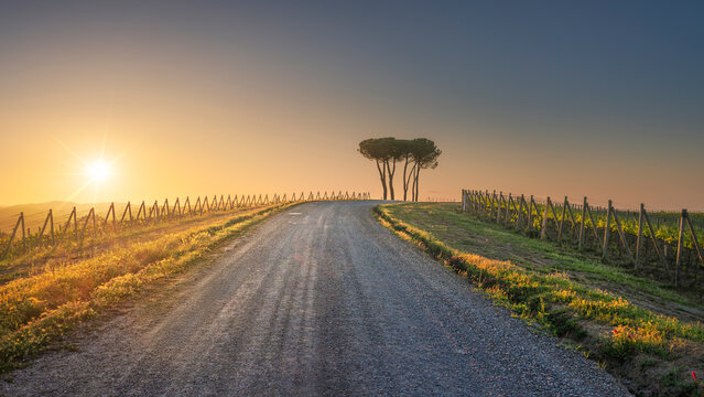 Route of the via Francigena. Pine trees at sunset. Torrenieri, Montalcino, Siena, Tuscany. Italy