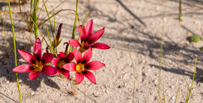 Romulea sp. seen in natural habitat near Piketberg in the Western cape of South Africa