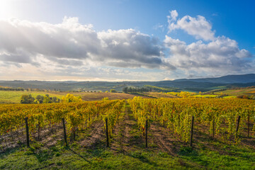 Naklejka premium Vineyards panorama in Castellina in Chianti, Tuscany, Italy