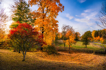 autumn trees in the park