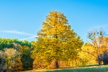 Golden autumn in Alexandria Park, Belaya Tserkov Ukraine. Autumn golden foliage and picturesque colors create an atmosphere of comfort and tranquility. Ideal natural landscape for relaxation.
