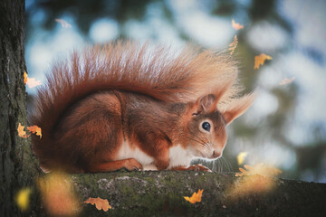 Eichhörnchen im herbstlichen Baum