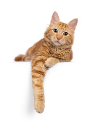 Fototapeta premium Young Aphrodite's Giant Longhair aka Cyrpus or Cypriot cat, laying down facing front with paw hanging from edge. Looking straight to camera. Isolated on a white background.