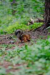 Squirrel forages on the forest floor, surrounded by lush green plants and trees, capturing a moment in nature habitat. 
