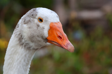 Close up head White goose in garden