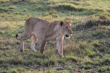 A Lioness walking in the Masai Mara.