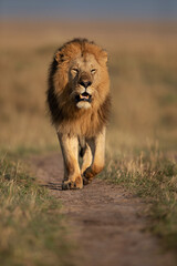 A royal walk of a Lion during morning hours in Savanah, Masai Mara, Kenya
