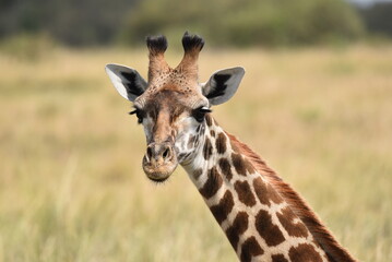 The head and neck of a Giraffe.