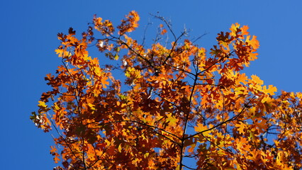 The beautiful Philadelphia city view in autumn