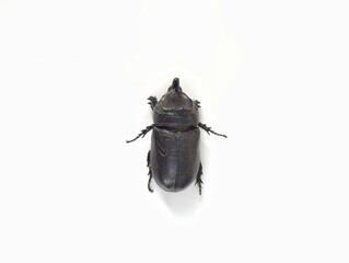 Asiatic rhinoceros beetle, Horned beetle isolated on white background 