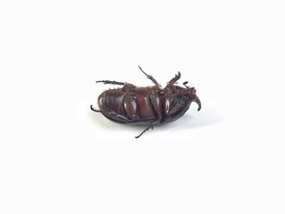 Asiatic rhinoceros beetle, Horned beetle isolated on white background 