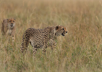 Closeup of Cheetah in the mid of tall grasses at Masai Mara, Kenya