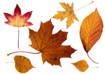 Collection of colorful autumn leaves isolated  on a transparent background 