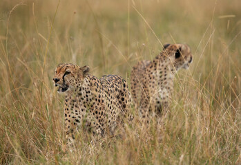 A pair of Cheetah in the savannah at Masai Mara, Kenya