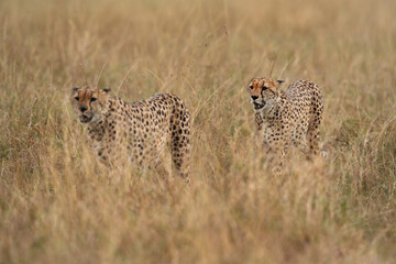 A pair of Cheetah walking in the mid of tall grasses at Masai Mara. Selective focus on the back cheetah