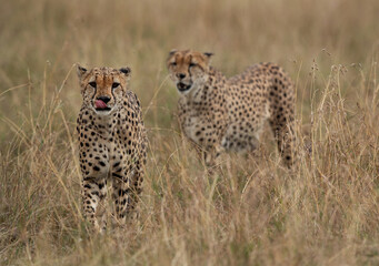 Closeup of a pair of Cheetah in the mid of grasses at Masai Mara