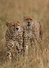 A pair of Cheetah walking in the mid of grasses at Masai Mara