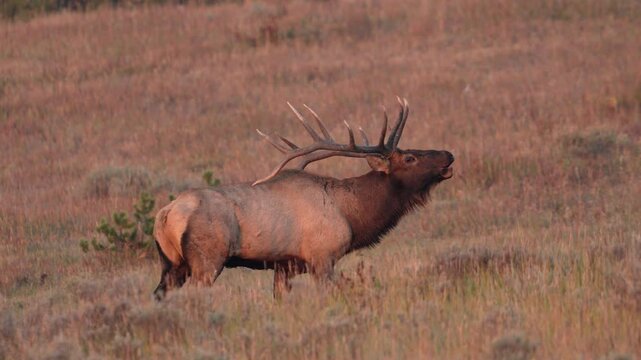 Bull Elk bugling during the rut in Yellowstone at sunrise.