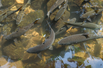 Neolissochilus fish lives in waterfall at Pa La-U Waterfall at Kaeng Krachan National Park, Thailand.