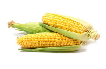 Corncobs with green husks isolated on white