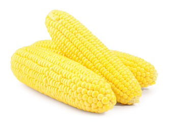 Many fresh ripe corncobs isolated on white