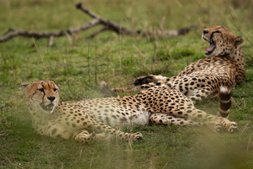 A closeup of pair of Cheetah resting at Masai Mara, Kenya