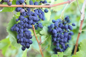 Ripe juicy grapes growing in vineyard outdoors, closeup