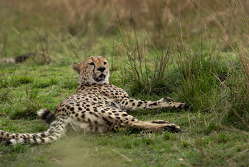 A closeup of Cheetah resting at Masai Mara, Kenya