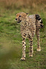 Portrait of a Cheetah at Masai Mara, Kenya