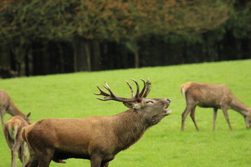 Male red deer with impressive antlers on a green meadow