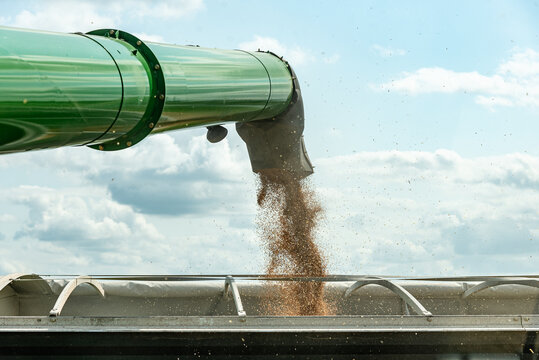 Combine harvester auger empties wheat grain into grain cart tractor in agriculture farm field
