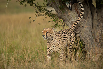 Cheetah scent marking on a tree at Masai Mara, Kenya