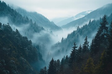 Misty Forest Valley with Coniferous Trees