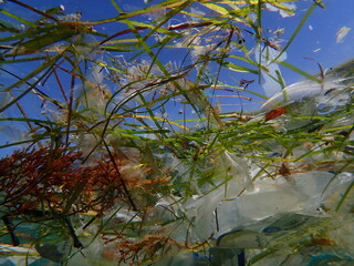 Plastic garbage underwater, Aegean Sea, Greece, Halkidiki, Kakoudia beach. Sea pollution.