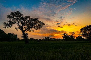 Amazing sunset and sunrise.Panorama silhouette tree on africa.Dark tree on open field dramatic sunrise.Safari theme.Giraffes.